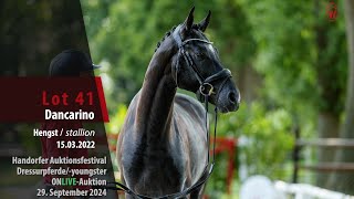 Auktionsfestival Lot 41 Dancarino Hengst v Dimaggio Black  Escolar [upl. by Dzoba]