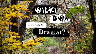 WILKI DWA Odcinek 9 Dramat [upl. by O'Shee]