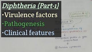 Diphtheria Part1  Virulence factor  Pathogenesis  Clinical features [upl. by Enneibaf43]