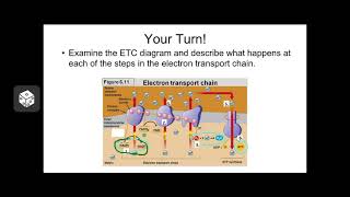 ETC amp Oxidative Phosphorylation [upl. by Nevin]