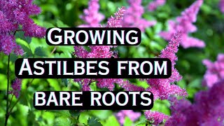 Starting Bare Root ASTILBES Indoors 🍃 Planting Astilbe Roots 🌿 Growing Astilbe Plant [upl. by Dulla]