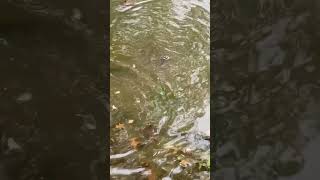 Hand feeding my baby turtle 🐢Red eared slider viralshorts reels funnyanimals redearedslider [upl. by Ahsyekat]