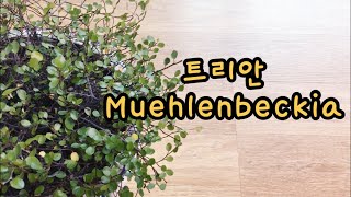 트리안 Muehlenbeckia 가지치기 하고 물꽂이하기 [upl. by Dugaid]