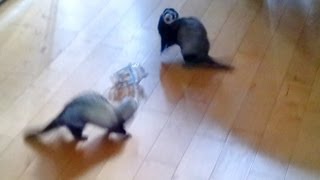 two ferrets playing [upl. by Siuqcram]