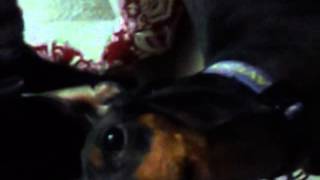 Manchester Terrier Howling amp barking [upl. by Nirek874]