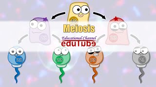 Meiosis [upl. by Elwin]