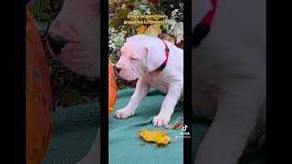 Dogo argentino puppies Lithuania [upl. by Hill]