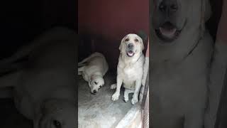 Labour dog Viral video Youtubeshort short video viral video funny [upl. by Irmina]