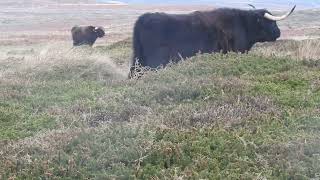 Highland Cattle  Lundy Island  December 2022 [upl. by Navaj]