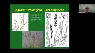 Bents Agrostis Identification webinar [upl. by Irolam]