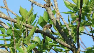 American Redstart Elm Creek Park Reserve [upl. by Tat593]