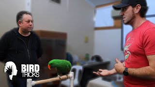 The Emotional Intelligence of Eclectus Parrots [upl. by Aita820]