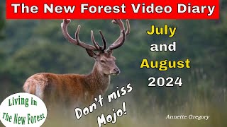 The New Forest Video Diary  July and August newforest [upl. by Nilpik698]