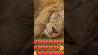 funny elephants  resting lion zooplease subscribe my channel [upl. by Cordle442]