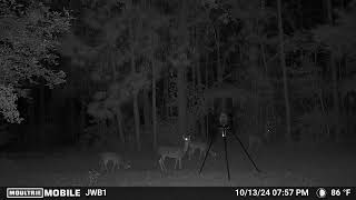 Game camera Grimes County [upl. by Traver]