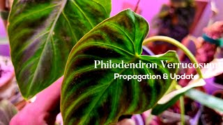 Philodendron Verrucosum Propagation amp Update Rubys Plants [upl. by Jemina865]