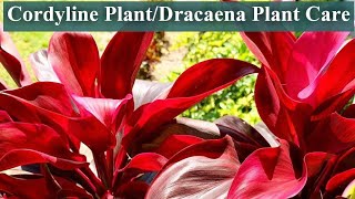 Good luck Plant Care and growing guide  Cordyline Plant [upl. by Thaxter607]