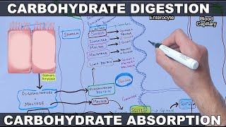 Digestion and Absorption of Carbohydrates [upl. by Einahpet510]