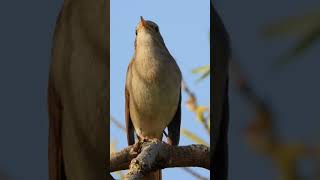 Ruiseñor común Luscinia megarhynchos Common Nightingale birds nature birdwatching [upl. by Turrell]