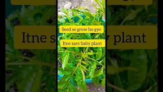 Tecoma plant 🌱seed se grow kiya 😋 plant houseplant [upl. by Awuhsoj]