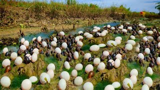 OMG amazing catch a lot of snails and eggs duck on the moss at field near the road by best hand [upl. by Bartel468]