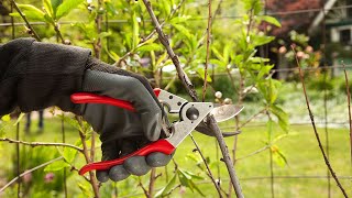 How to prune Apricot trees [upl. by Wald]