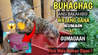 Manok na bigla na lang nanghina  natuyo ang paa at balahibo pero wala naman sipon  Peejay Vergara [upl. by Marmaduke922]