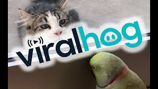 Parrot Plays PeekaBoo with Neighbors Cat  ViralHog [upl. by Etnuahc]