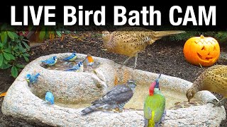 LIVE Bird Bath Cam [upl. by Daveta]