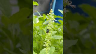 Fly 🪰 on plant 🌱 fly plants greenplants homeplants youtubeshorts shorts shortvideo [upl. by Netsrik58]