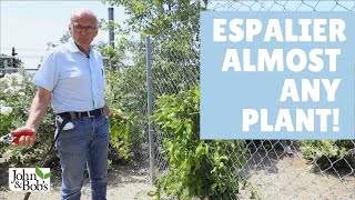 How to Espalier Fruit Trees and Almost Any Plant 4 Easy Steps [upl. by Ahsoym794]