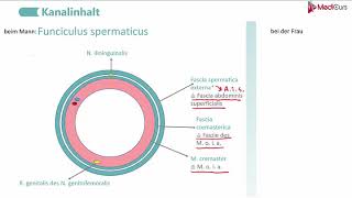 Leistenkanal made EASY für Medizinstudenten  Strukturen Mann vs Frau [upl. by Dever]