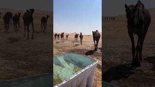 Masha Allah 💝 Camel 🐫 Drinking 🚰 Water 💦 In Desert 🏜️ allah camel shorts [upl. by Yakcm]