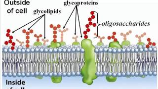 Biochemistry Part 1 Carbohydrates Lipids amp Proteins [upl. by Justicz]