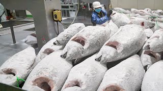 Amazing scale Cut Frozen Tuna into Sashimi  冷凍鮪魚切割工廠  Taiwan seafood factory [upl. by Eldnar]