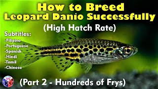 How to Breed Leopard Danio Fish  High Hatch Rate [upl. by Trebo842]