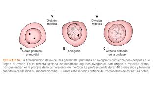 Langman Capítulo 2  Gametogénesis Resumen [upl. by Nedarb]