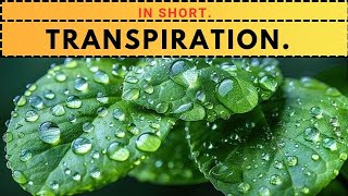 What Is Transpiration lifeprocess transpiration transportation [upl. by Tansy152]