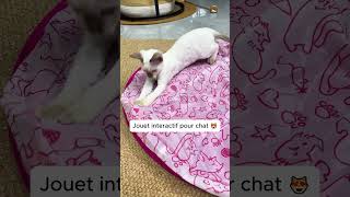 Jouet interactif pour nos chats [upl. by Mcconaghy]