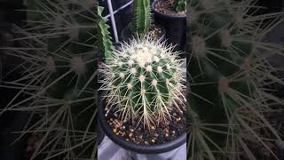 Echinocactus Grusonii The Golden Barrel Cactus [upl. by Shevlo560]