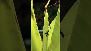 ANTS EATING APHIDS tropicalgarden flowers garden gardenplants [upl. by Haraf901]