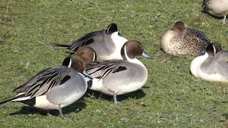 4K Slimbridge Swans Ducks Geese  and Cranes [upl. by Adnilrem]