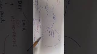 Methotrexate Mechanism of Action [upl. by Rhoda]