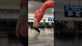 Tampa International Airport’s famed flamingo [upl. by Ettelra]