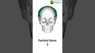 Cranial bones anatomy anatomyphysiology anatomylecture bones medical cranial bone [upl. by Yracaz]