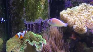 Keeping Reef Fish  Focus on Clownfish [upl. by Nappie]