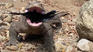 Wide Wing feathers inside the Komodo dragons large throat [upl. by Yur316]