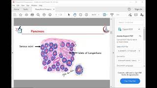 practical pancreas  revision ENDOCRINE MODULE [upl. by Anirac]