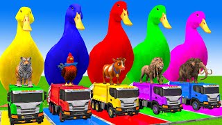 5 Giant Duck CartoonCowElephantTigerLionGorilla Paint Wild Animals Crossing Fountain Animation [upl. by Gnilyam]