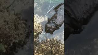 A black Sea hare  Extremely rare species [upl. by Euginomod796]